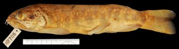 Media type: image;   Ichthyology 32705